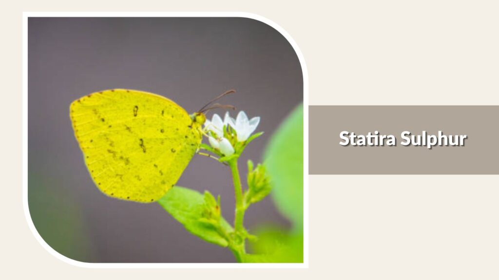 Statira Sulphur
