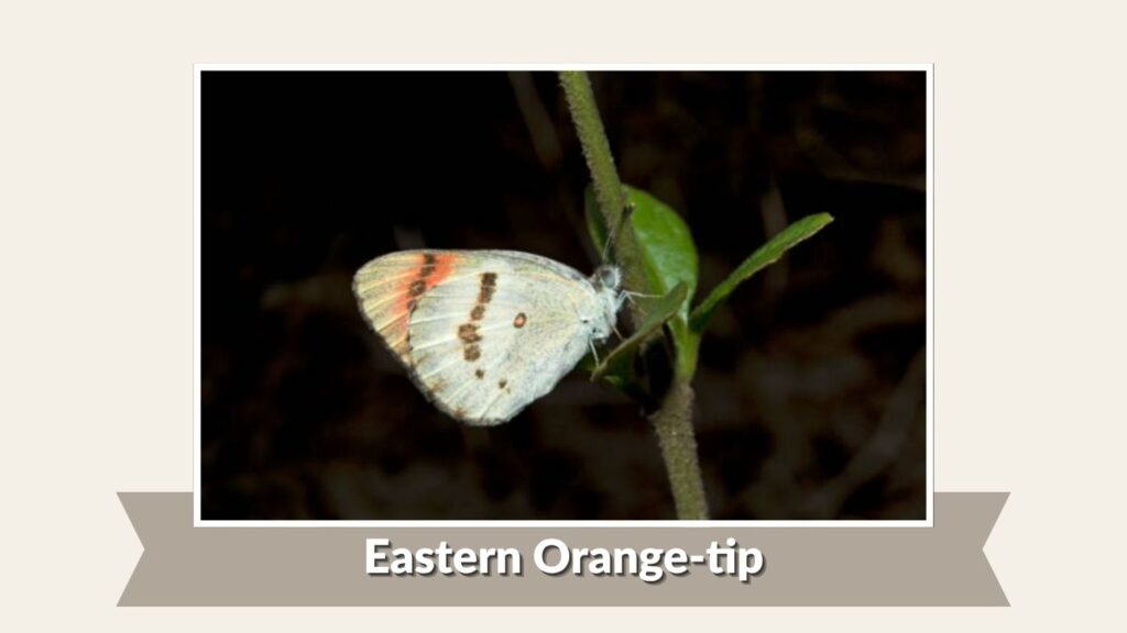 Eastern Orange-tip