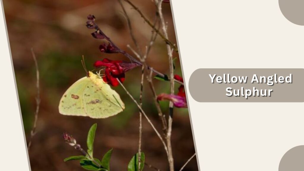  Yellow Angled Sulphur