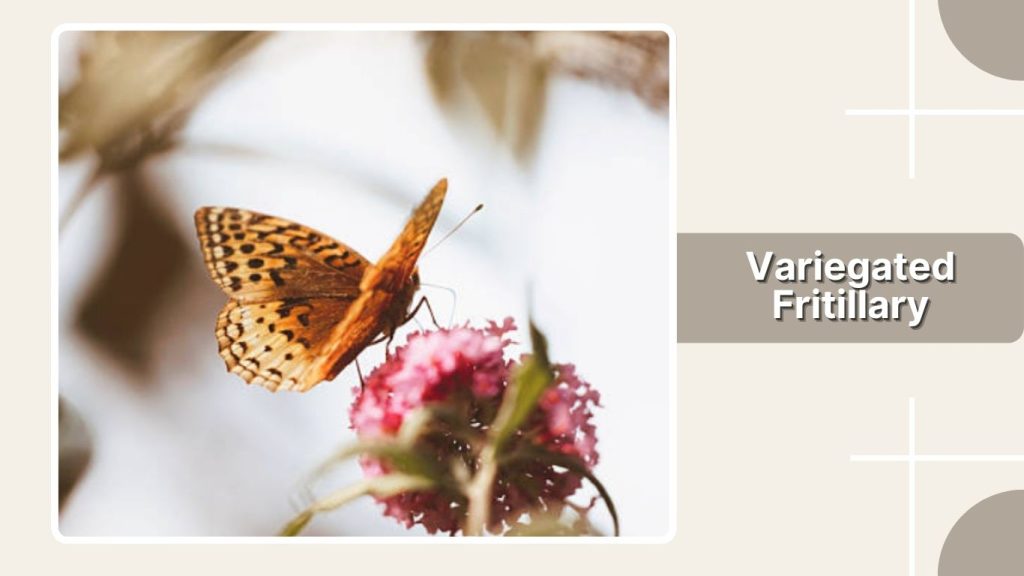 Variegated Fritillary