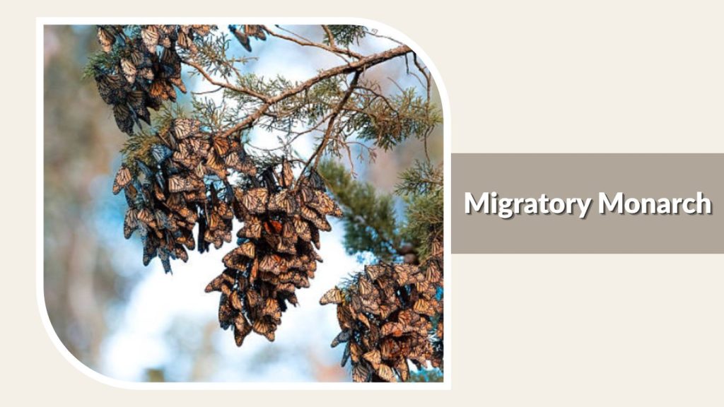  Migratory Monarch