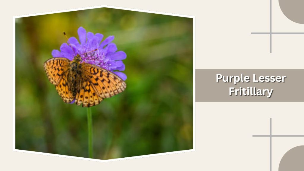  Purple Lesser Fritillary