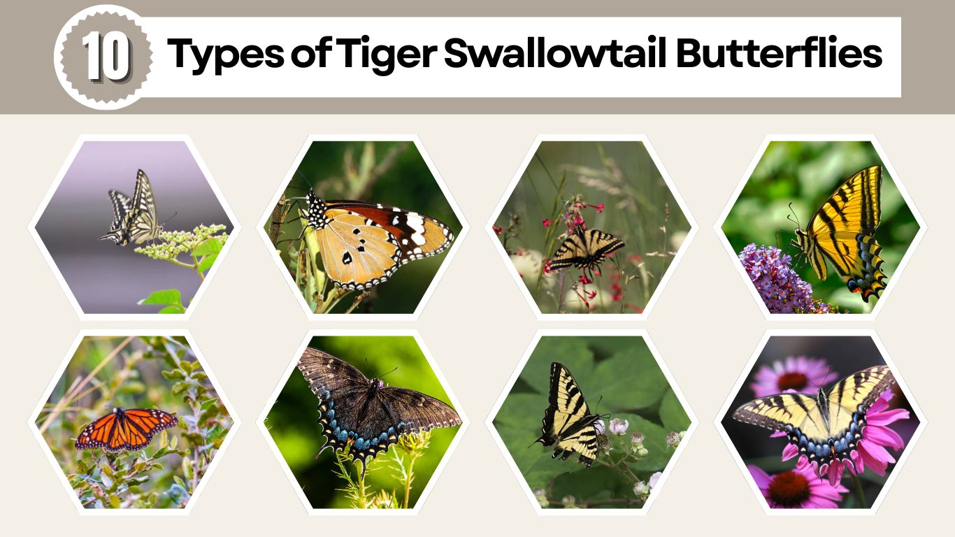 10 Types of Tiger Swallowtail Butterflies: Id with Pictures