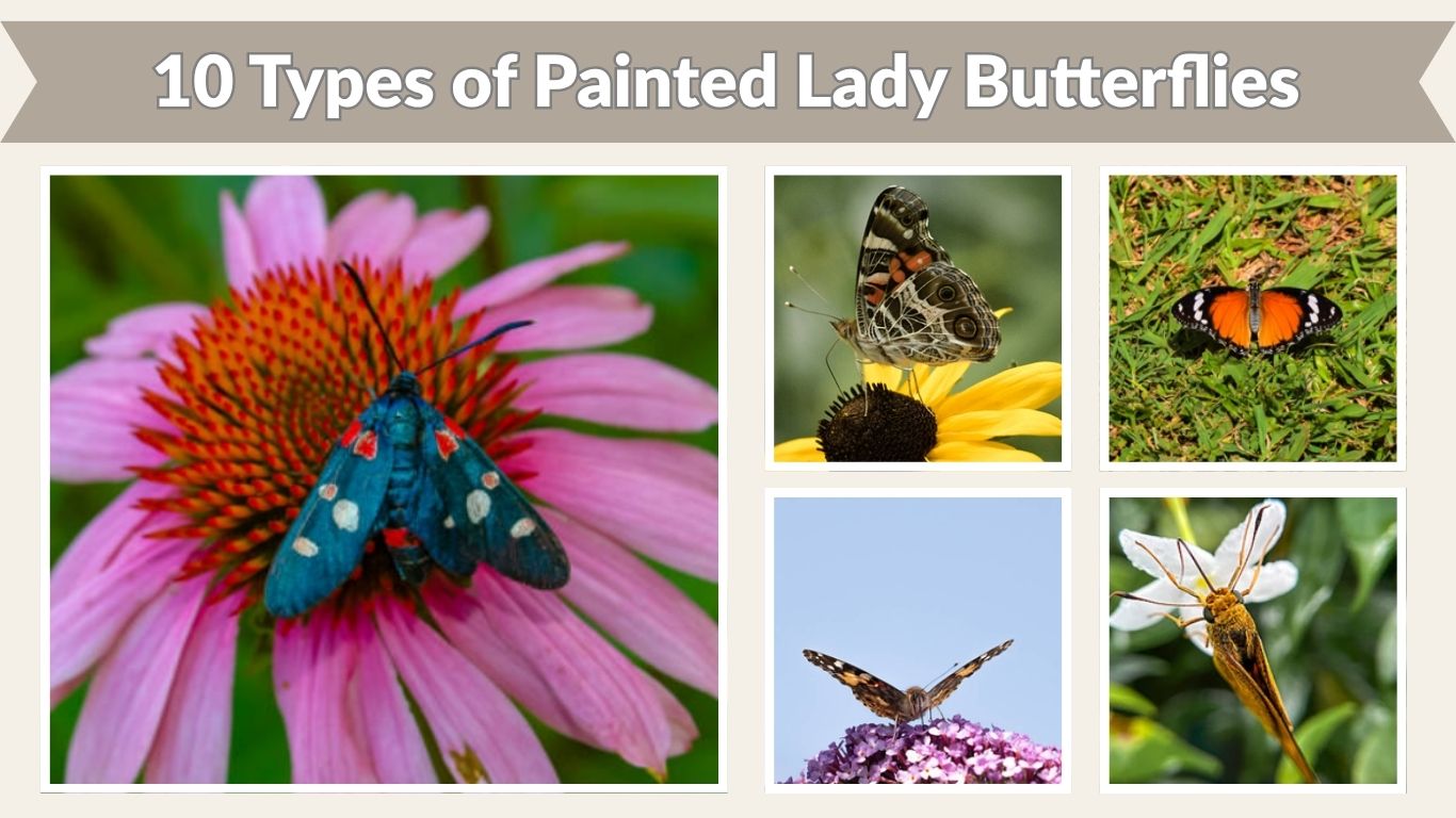 10 Types of Painted Lady Butterflies: Size, Color, Habitat, Identification and Pictures