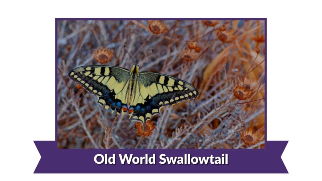 Old World Swallowtail
