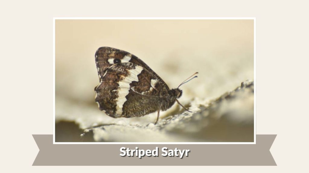 Striped Satyr