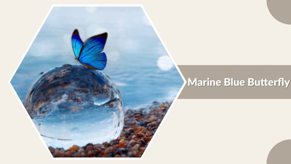 Marine Blue Butterfly