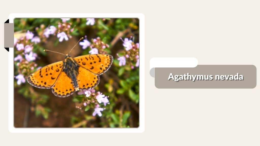  Agathymus nevada