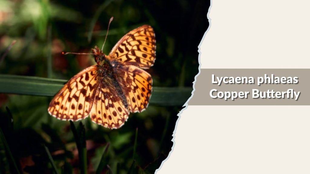 Lycaena phlaeas Copper Butterfly