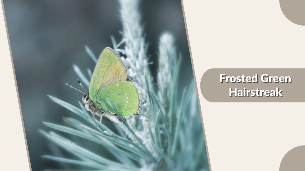 Frosted Green Hairstreak