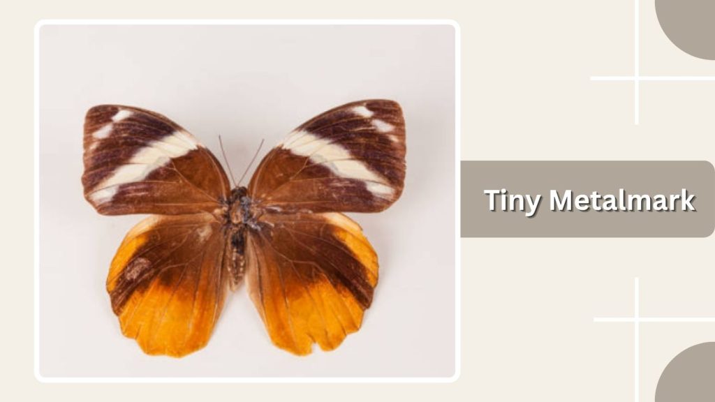 Tiny Metalmark