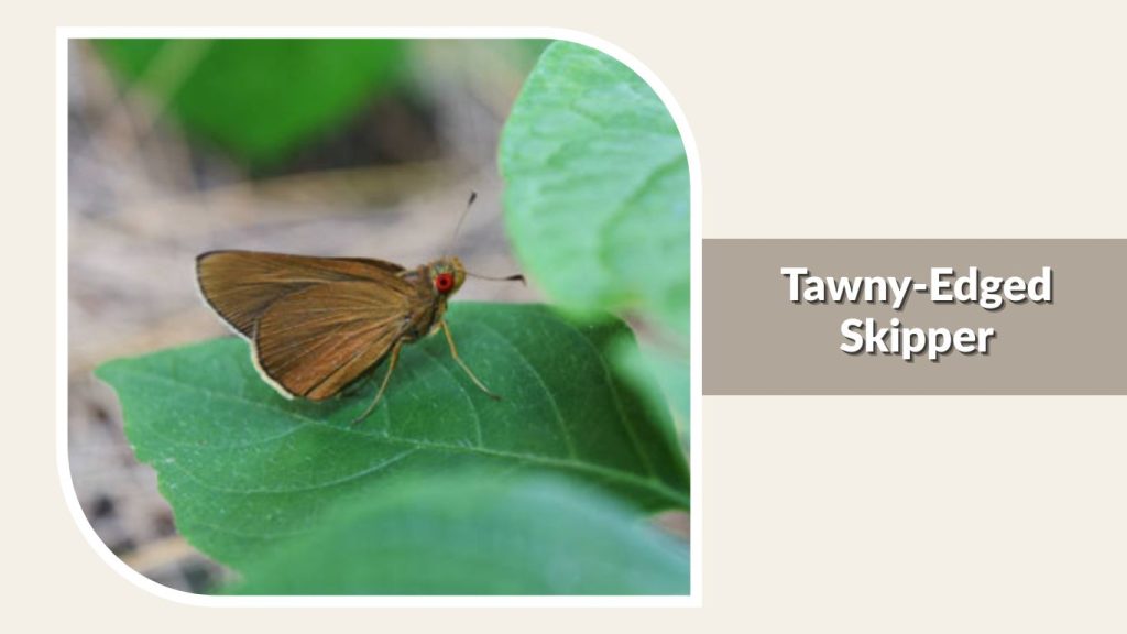 Tawny-Edged Skipper