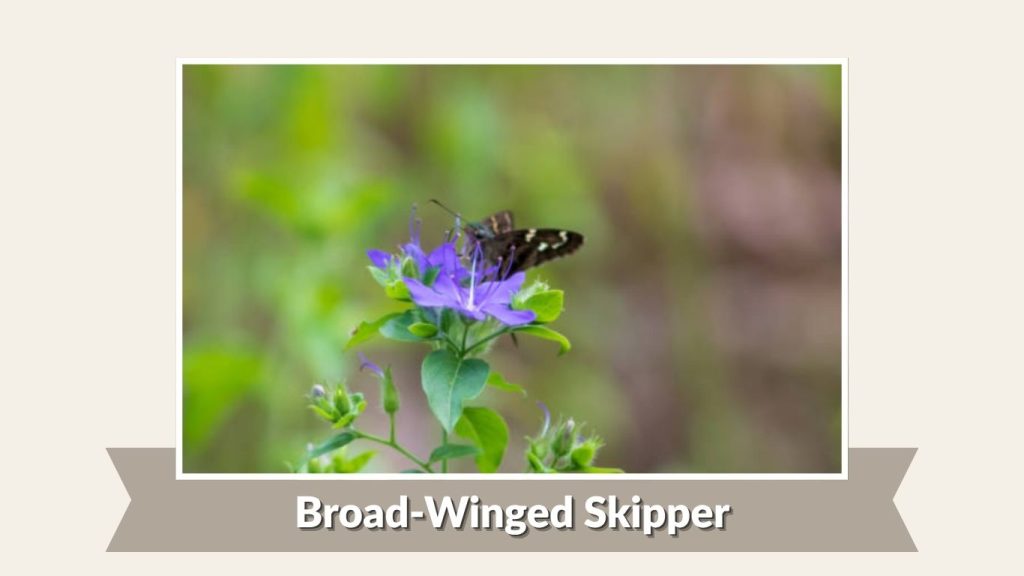 Broad-Winged Skipper