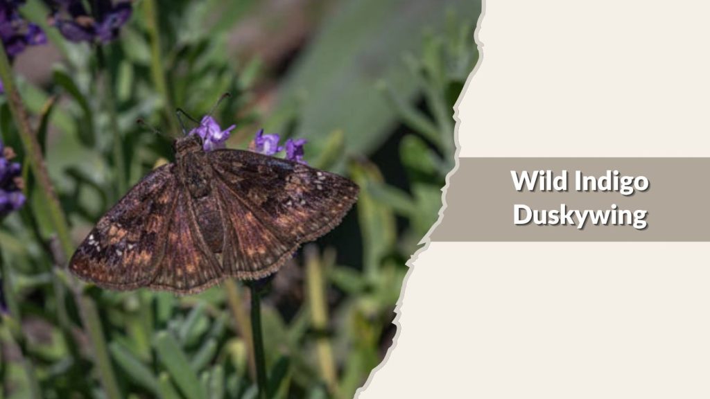 Wild Indigo Duskywing