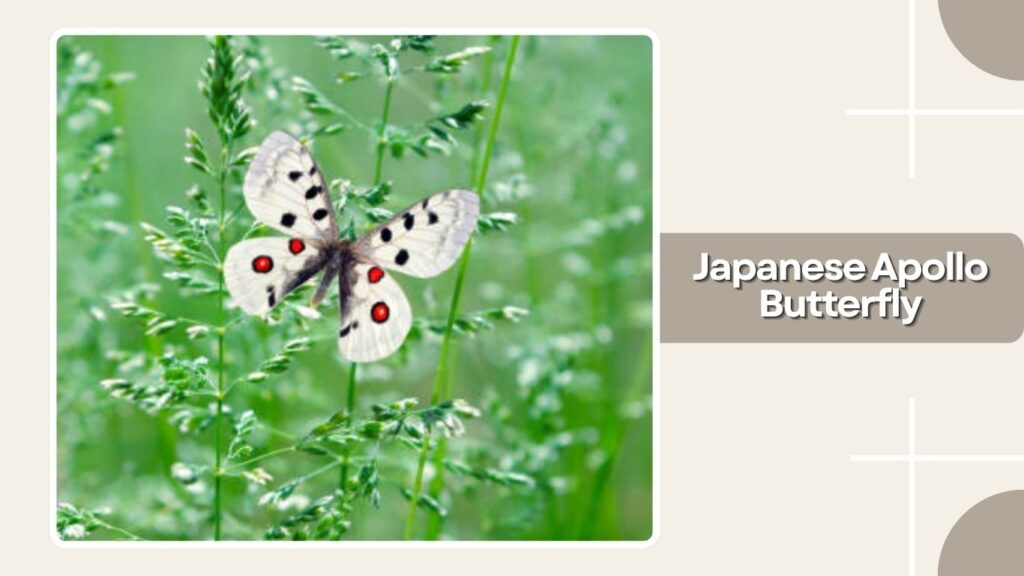 Japanese Apollo Butterfly