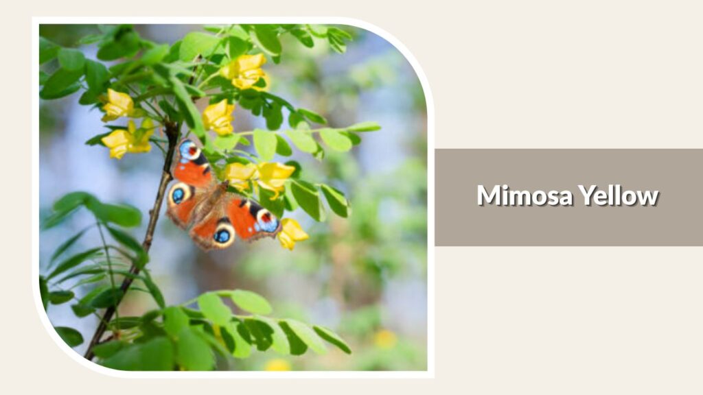  Mimosa Yellow