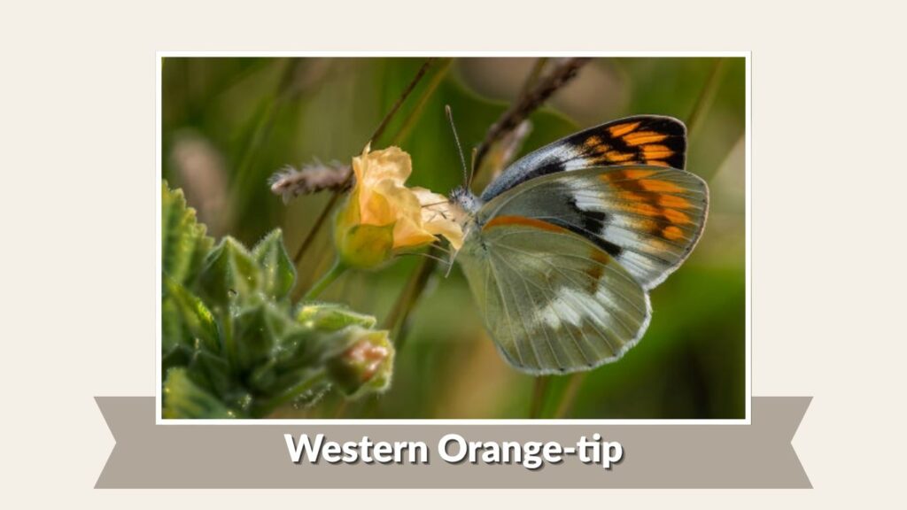  Western Orange-tip