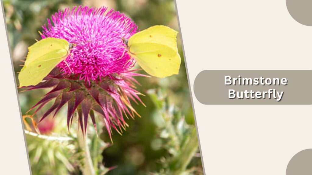 Brimstone Butterfly
