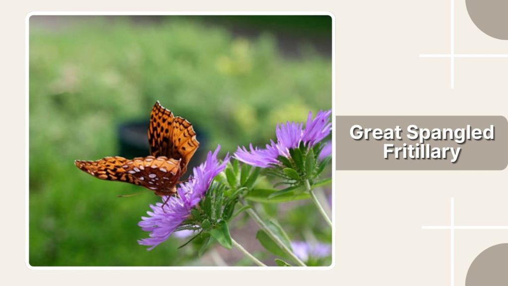 Great Spangled Fritillary