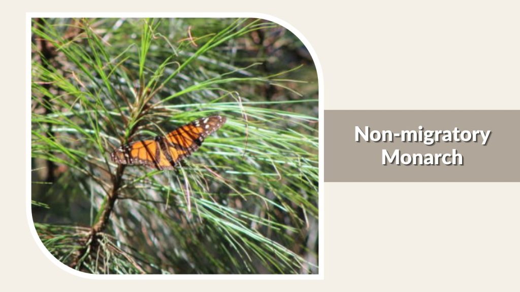  Non-migratory Monarch