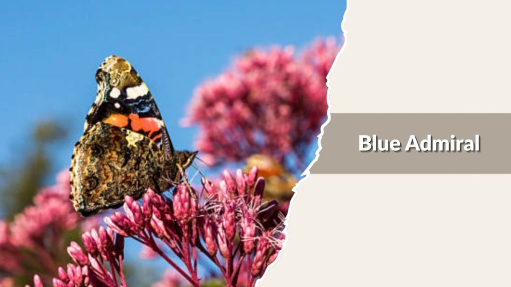 Blue Admiral