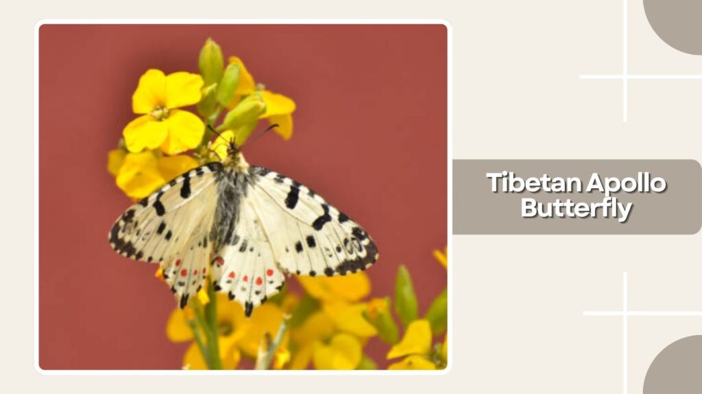 Tibetan Apollo Butterfly