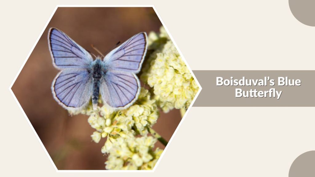 Boisduval’s Blue Butterfly