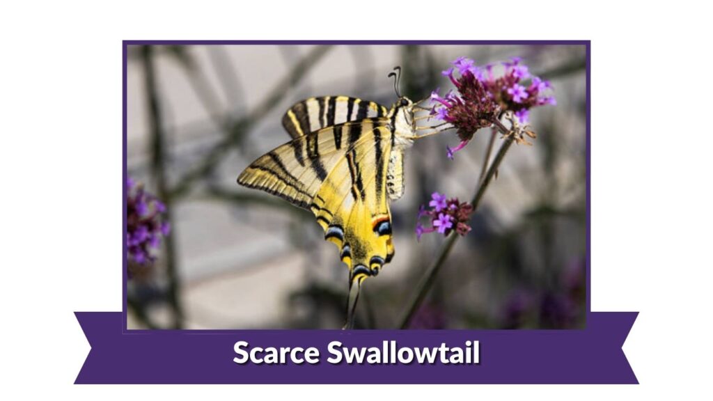  Scarce Swallowtail