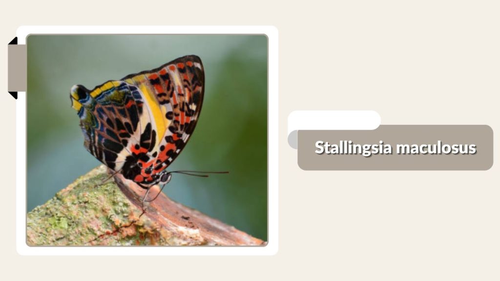 Stallingsia maculosus