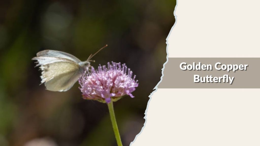 Golden Copper Butterfly