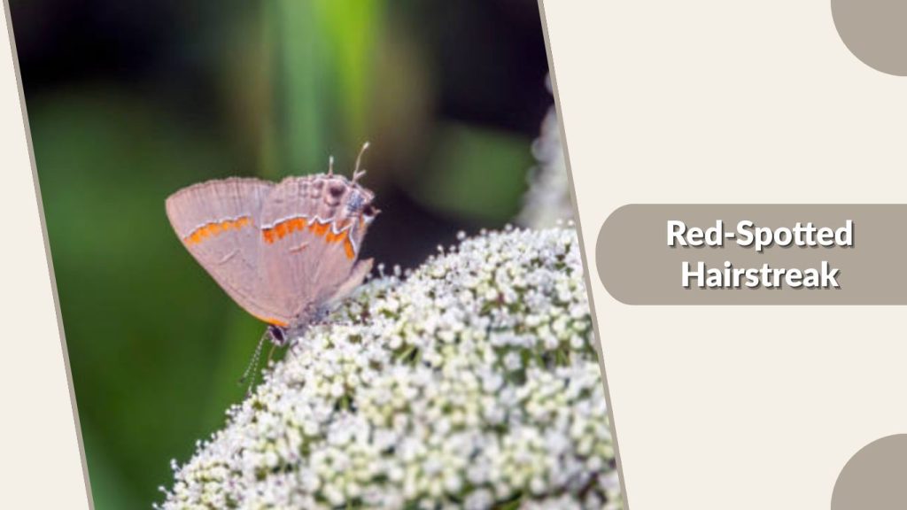  Red-Spotted Hairstreak