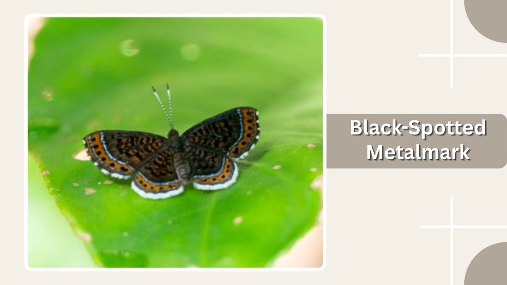 Black-Spotted Metalmark