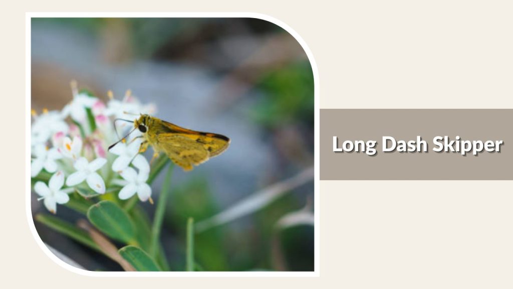 Long Dash Skipper