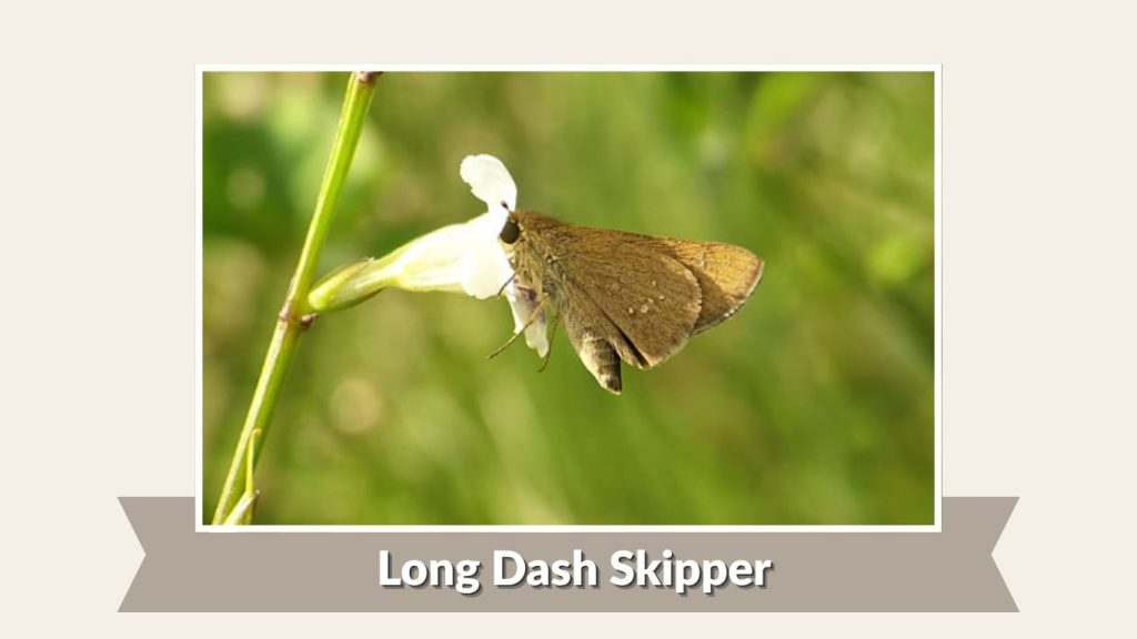 Long Dash Skipper