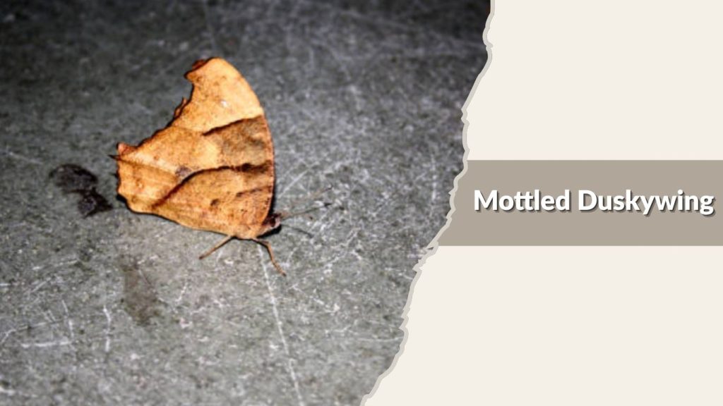 Mottled Duskywing
