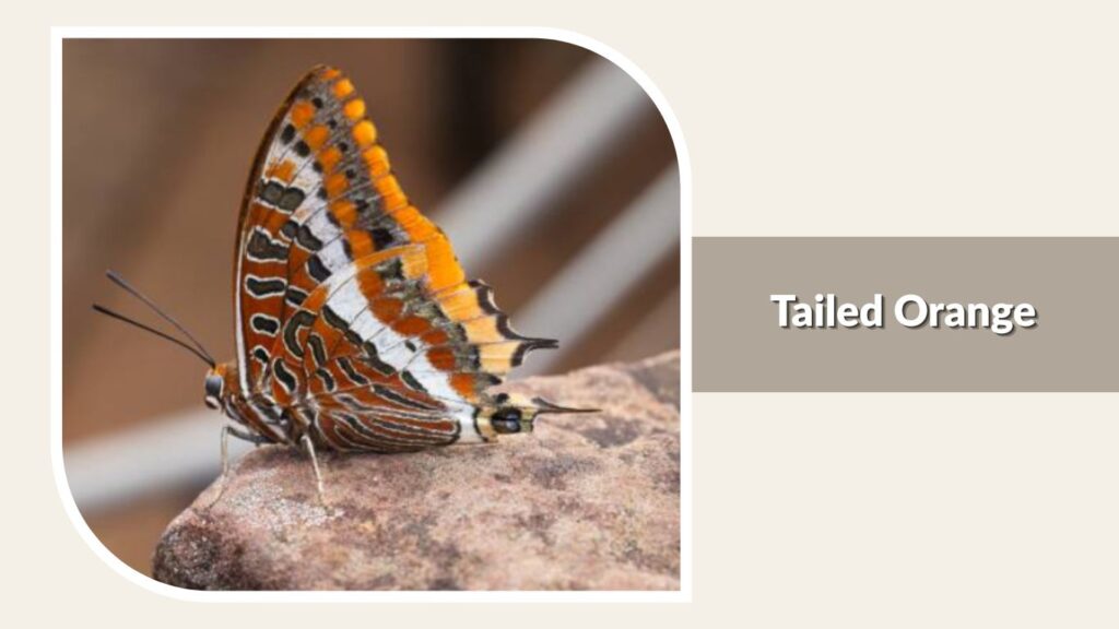 Tailed Orange