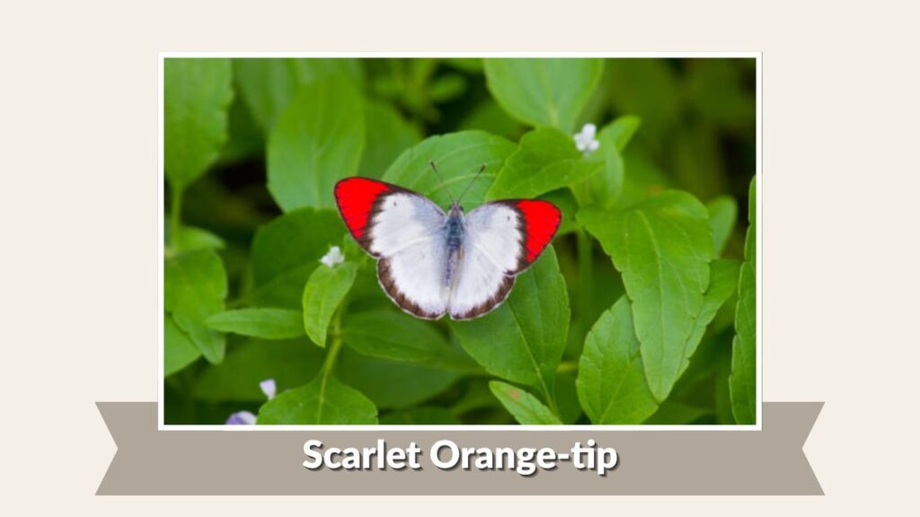 Scarlet Orange-tip