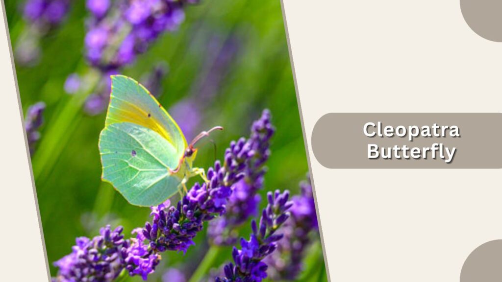 Cleopatra Butterfly