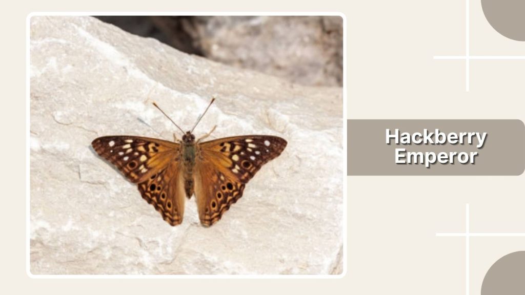 Hackberry Emperor
