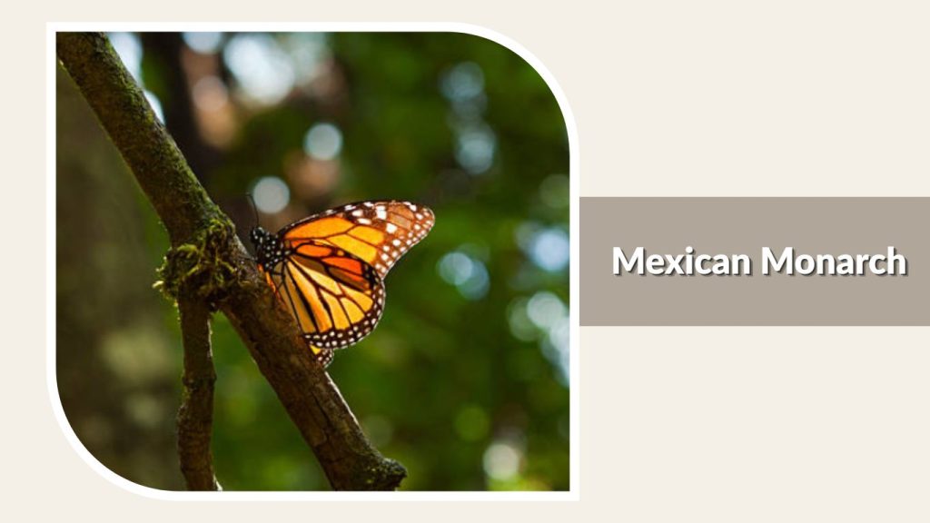 Mexican Monarch