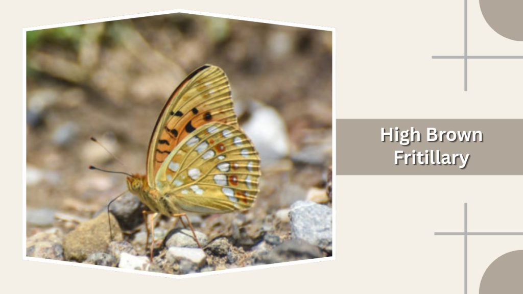 High Brown Fritillary