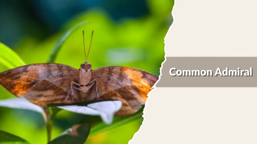Common Admiral