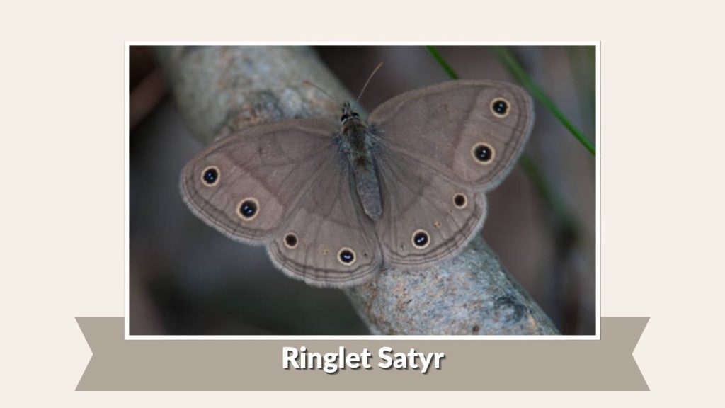 Ringlet Satyr