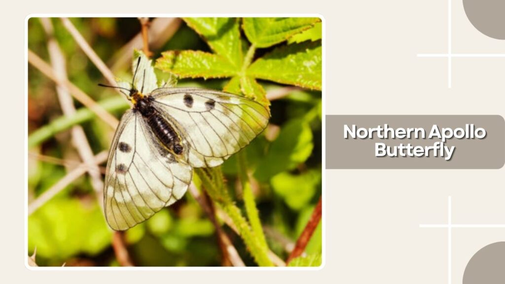 Northern Apollo Butterfly