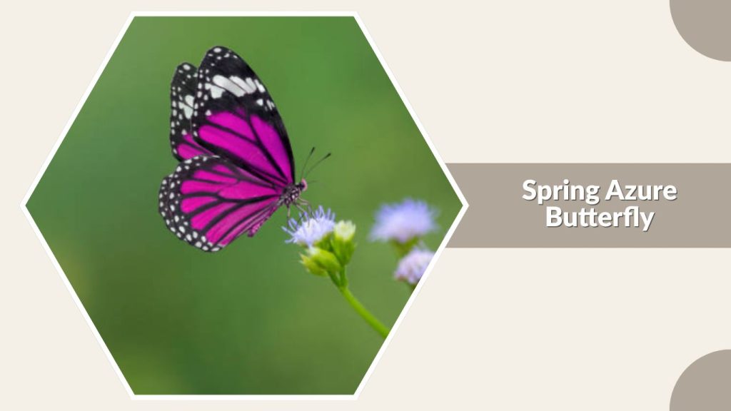 Spring Azure Butterfly