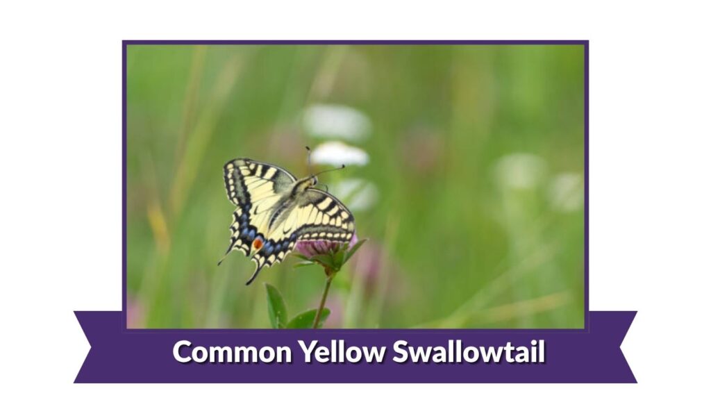 Common Yellow Swallowtail