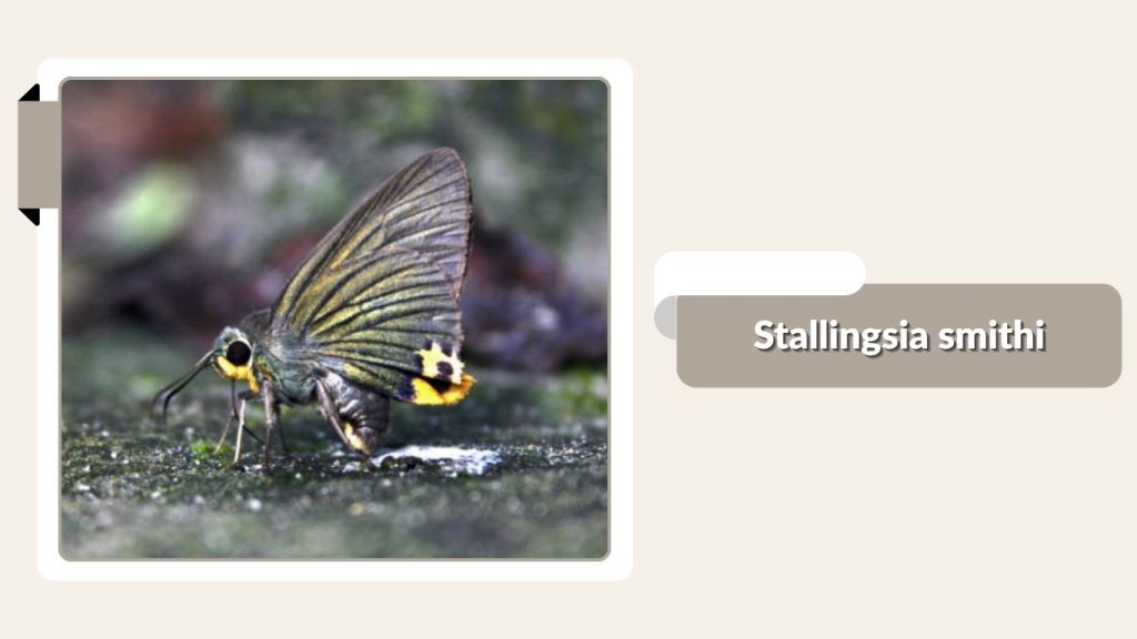 Stallingsia smithi