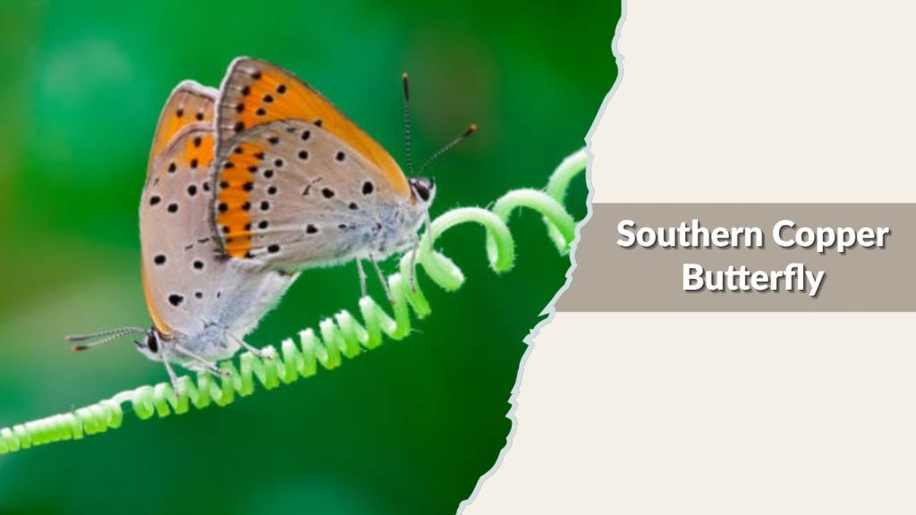 Southern Copper Butterfly