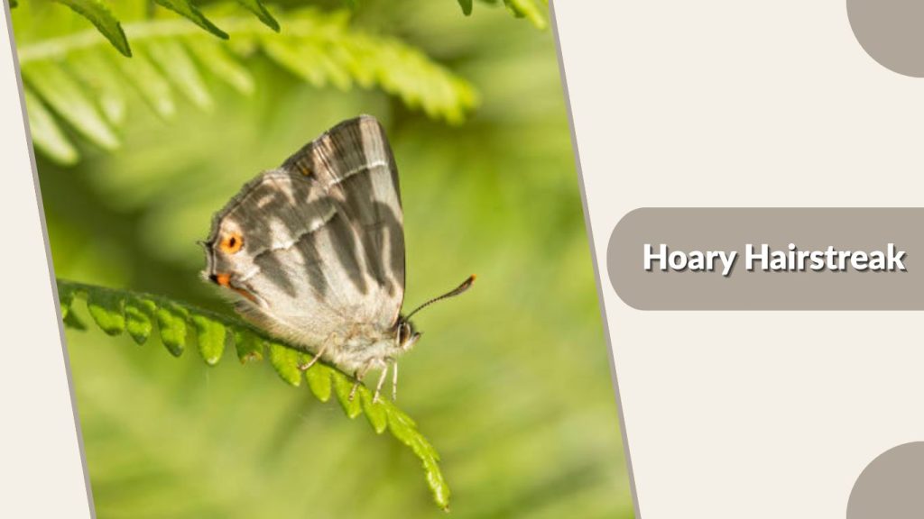 Hoary Hairstreak