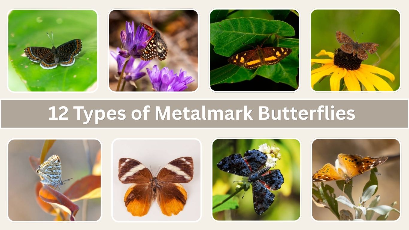 12 Types of Metalmark Butterflies: Identification with Pictures